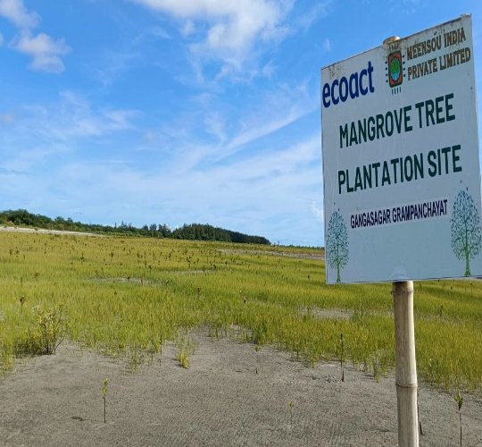 Sundari mangrove restoration in the Sundarbans